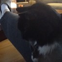 Trisha Wells - @trishawells - Twitter