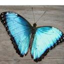 Alma Zárate - @AlmitaRoza - Twitter