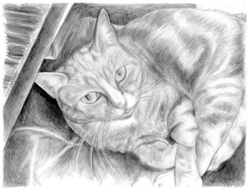 I draw portraits and pet portraits from photographs. They make great gifts for friends and family.