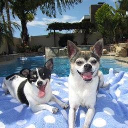 FosterMamas's profile picture. 