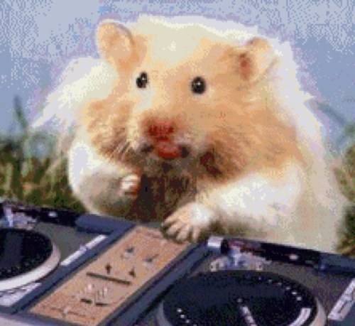 Just a little hamster who loves music
#Ibiza
#Hideout
#Glastonbury
#GlobalGathering
#SecretGardenParty
#Reading