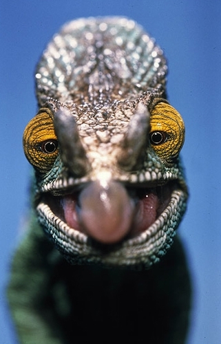 KaMaLeOn11's profile picture. Instalaciones Agua, Luz, Calefacción.
Mantenimiento y Reparación.
Energías Renovables.