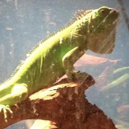 D-Train's main iguana
Don't Mess wit us