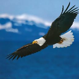 -.Son of Jehovah in Christ Jesus.- 
(¡They shall mount up with wings as eagles!) - (Isaiah 40:31).-