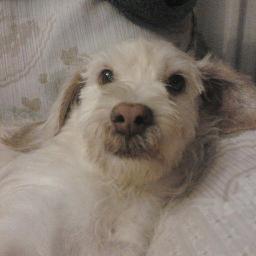 Animalista🐽 (las palomas también), vegetariana🥦, feminista💜, militar☮️🇪🇦, galega, española, Deportivista 💙🤍, 49 años y borde.