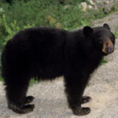 Sears Bear Profile