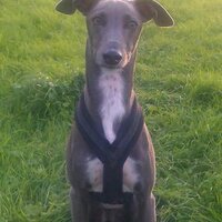 Rocket The Lurcher (@rocketlurcher) 's Twitter Profile