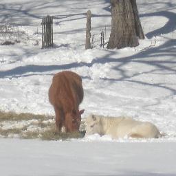 A friend to the horse. A voice, among many, against slaughter.Be a horse advocate!