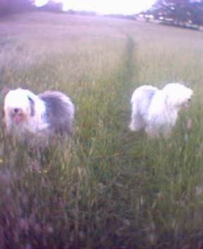 Animal-mad Dog Groomer, Handmade Crafts Addict, 1950s nut...and Owner and huge fan of Old English Sheepdogs :D