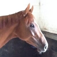 Susan Cooney - @Cooneyracing Twitter Profile Photo