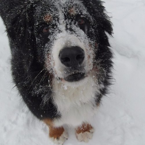 mollydog71's profile picture. Teacher with LDSB passionate about inquiry learning, reggio, and technology.