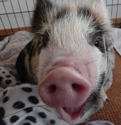 im mr. piggy