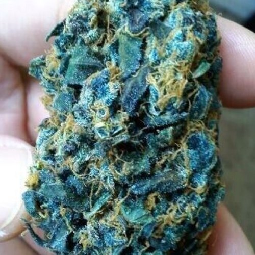 I love to smoke weed. Even if you dont smoke follow me to be informed and entertained on this miracle plant. 

Keep one rolled.