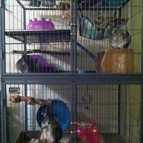 This twitter is all about chinchillas. I want to help answer other chinchilla owners questions and I want to ask others about there chinchinillas.