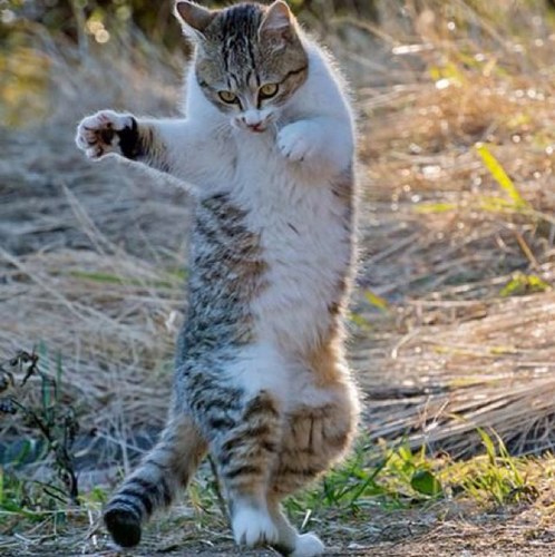 WhiteKawhite03's profile picture. Wife, Mother, Christian, believe the Constitution is NOT a living document