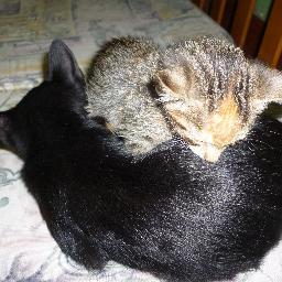 Me gustan los animales en especial los Felinos! :), la naturaleza y los chocolates.