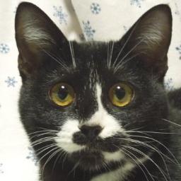 保護した子猫（里親募集中）のアピールなど