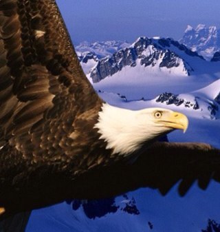 quepedi's profile picture. 