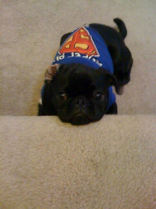 Bellapug's profile picture. I like to chase balls & water bottles. Jumping on the couch is my fav, though I get yelled at for it :( I like dogs, cats, and anyhting with 4 legs