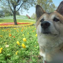 ほぼ1日中お腹が減ってた中型犬は虹の橋を渡りました。今は保健所から来た犬との新しい生活を送っています。