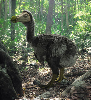 DoDo-Rare !!!!!