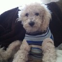 Bobby Morales  - @Nova__Cane - Twitter