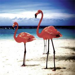 paramoterosflam's profile picture. 