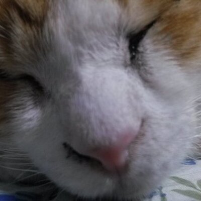 コナンデンキ