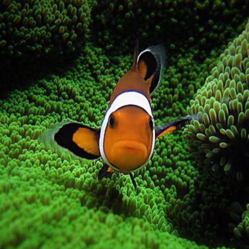 ludo 🇫🇷❤️🇺🇸