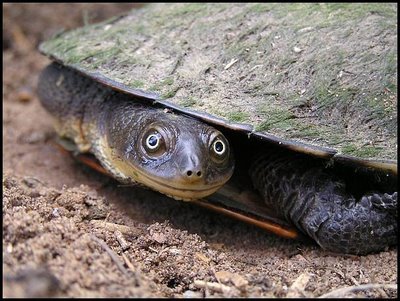 kazzaonthelakes's profile picture. I am Karyn Bradford, an artisan and Kayinga Design is my business.  I'm into an eclectic mix of pottery, lampwork and fused glass, garden art and textiles.