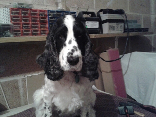 willandpec's profile picture. Wife, lovely family, happy with life.