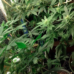 Music making machine, late night toker, early morning hitter, always high, and on my grind.