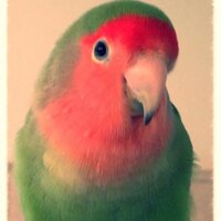 Lisa Marie ICU, RN (@nursemagooey) 's Twitter Profile Photo Lisa Marie ICU, RN (@nursemagooey) 's Twitter Profile Photo