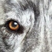 CD B - 🇩🇪🥩🍺🍷🥃 (@cxbxxx) 's Twitter Profile