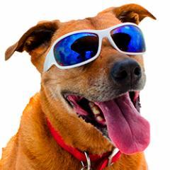 gingergoglampin's profile picture. Glamorous camping in an Airstream trailer with Ginger and her humans