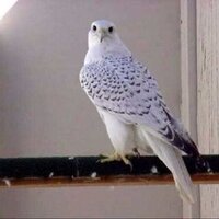 عيسى سالم القعمري (@alazmi_eisa) 's Twitter Profile