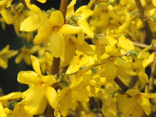 GTWtchForsythia's profile picture. Following life in the beautiful and historic Forsythia Gate section of Levittown, Pennsylvania and surrounding area.