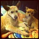 Joanne Morales - @jmorales59 - Twitter