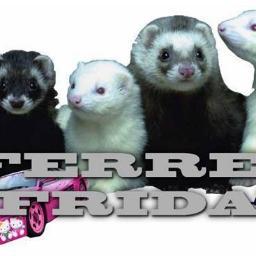 Ferret_Friday's profile picture. The Ferret is Back!
