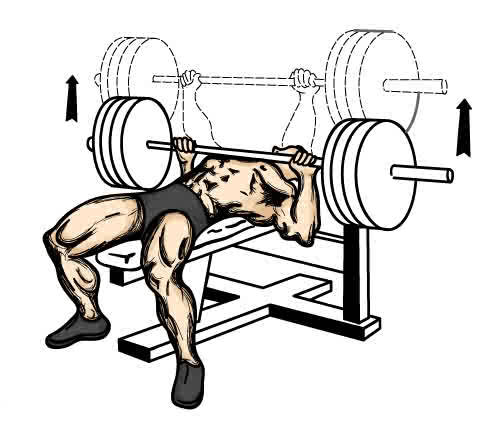 Full range of extensive knowledge from are trainers.
Book your session NOW with a trainer, whether it be bodybuilding, slimming or sports conditioning.