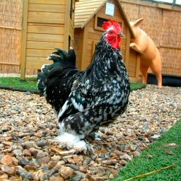 heritage_farm's profile picture. Heritage Farm Nurseries. Brilliant independent business in Wallington, Surrey offering aquatics, poultry, small animals, reptiles and a fantastic cafe!