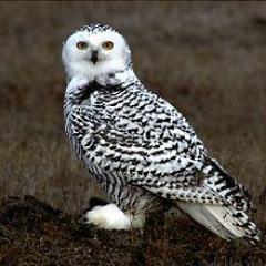 Bubo