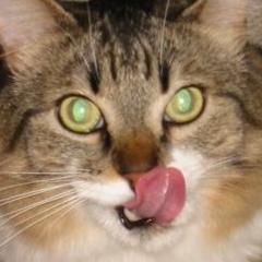 Nando_Mx's profile picture. Me gusta mucho aprender. ¡También la lectura y sobre todo, escuchar música! He aprendido tanto de mis maestros los gatos.