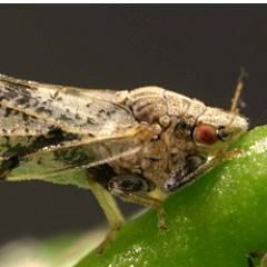 I am a small, but dangerous insect. I live in your citrus trees and carry a deadly citrus disease called Huanglogbing. Stop me and save your citrus tree!