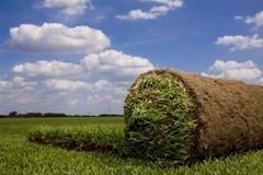 ... schöner Rasen kommt von uns! Das Team der Fertigrasen-Farm Winkel produziert Rollrasen/Fertigrasen der Premium Qualität.