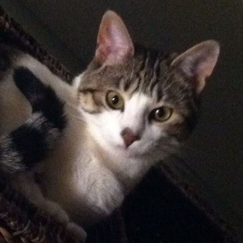 FerociousTClark's profile picture. My mom thought I was a girl. Vet said otherwise. I'm soft and love fish flavored treats. My palace is in Little Rock with my mom @laurenmcwifey