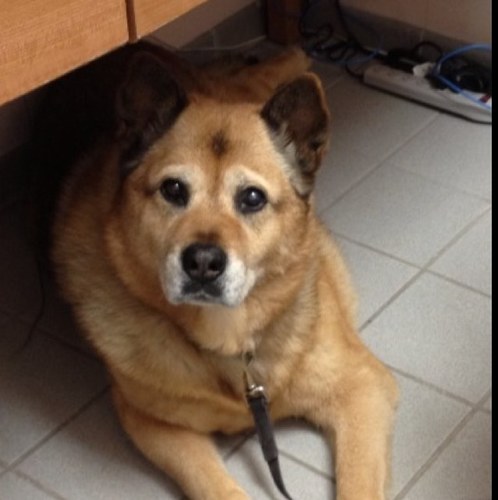 I was a shelter dog until Doctor Rose DVM adopted me in April 2001. Follow me as I go to work with my mom, doggie day care, or fun vacation.