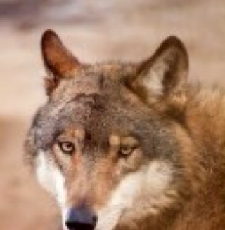 Wolf Info Now - Education, news, ideas, and discussion on the plight of wolves - hunting and conservation issues, especially in Wisconsin