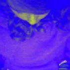 GreenKalie's profile picture. 