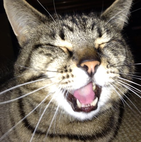 kingcatnorris's profile picture. yo wassssup pusssssaaaays! Im norris/noz/nozza/fatboyfat follow me ill let you touch my belly. 
One day Fearne Cotton will follow me..